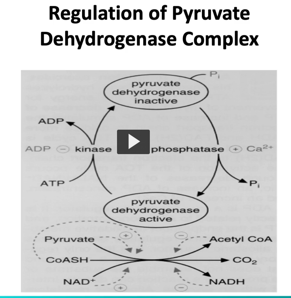 <p>as a summary, in this illustration, we see that <strong>E1 E2</strong> and<strong> E3</strong> are<strong> controlled by their products</strong>, and in the <strong>liver</strong>, is controlled by phosphorylation during starvation conditions</p>