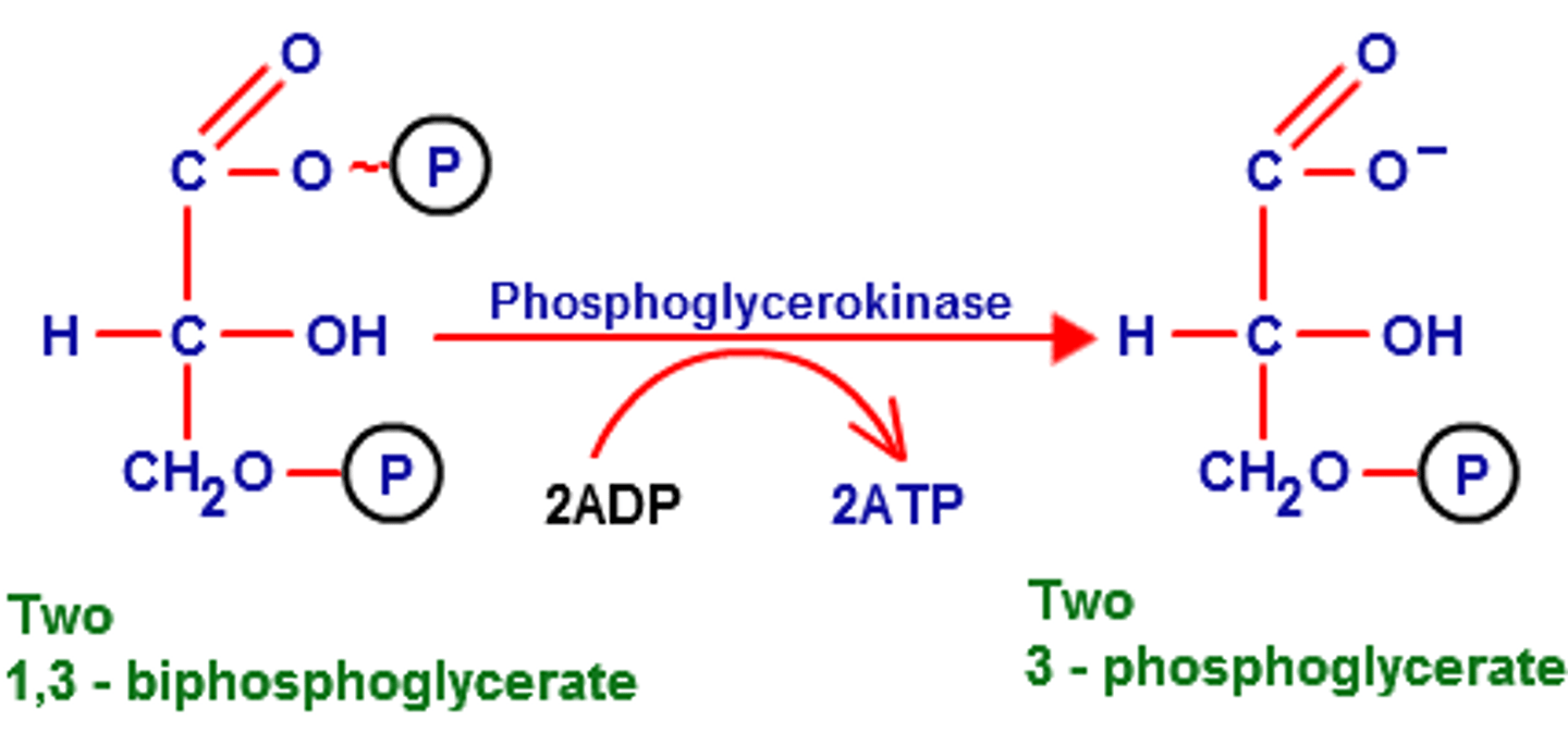 <p>Substrate → Product: 1,3-bisphosphoglycerate → 3-phosphoglycerate</p><p>Enzyme: Phosphoglycerate kinase</p><p>Energy intermediates: ADP +iP (cytosolic) → ATP</p><p>Notes: First substrate-level phosphorylation.</p>