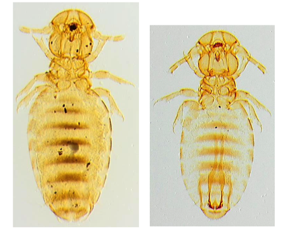 <p>SHORT WOOL: plunge, shower and cage dip, short wool backline LONG WOOL: handjet and long wool backline</p><ul><li><p>Head wider than thorac (biting lice)</p></li><li><p>Black transverse stripes on abdomen</p></li><li><p>Feeds on skin debris, epidermal scales, scurf, suint, bacteria and dried serum</p></li><li><p>Does not survive in high temperatures (&lt;45) and rain soaked fleece (6 hours)</p></li><li><p>Populations grow very slowly</p></li></ul>