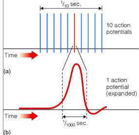 <p><strong>ACTION POTENTIAL</strong></p>