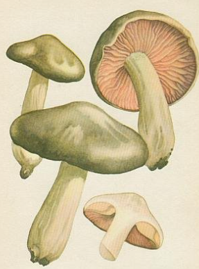 term image