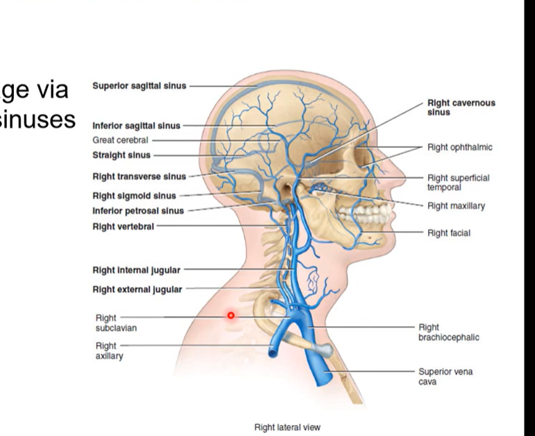 <p>Cerebral Venous blood return</p><p></p><p>pic is the same as below</p>