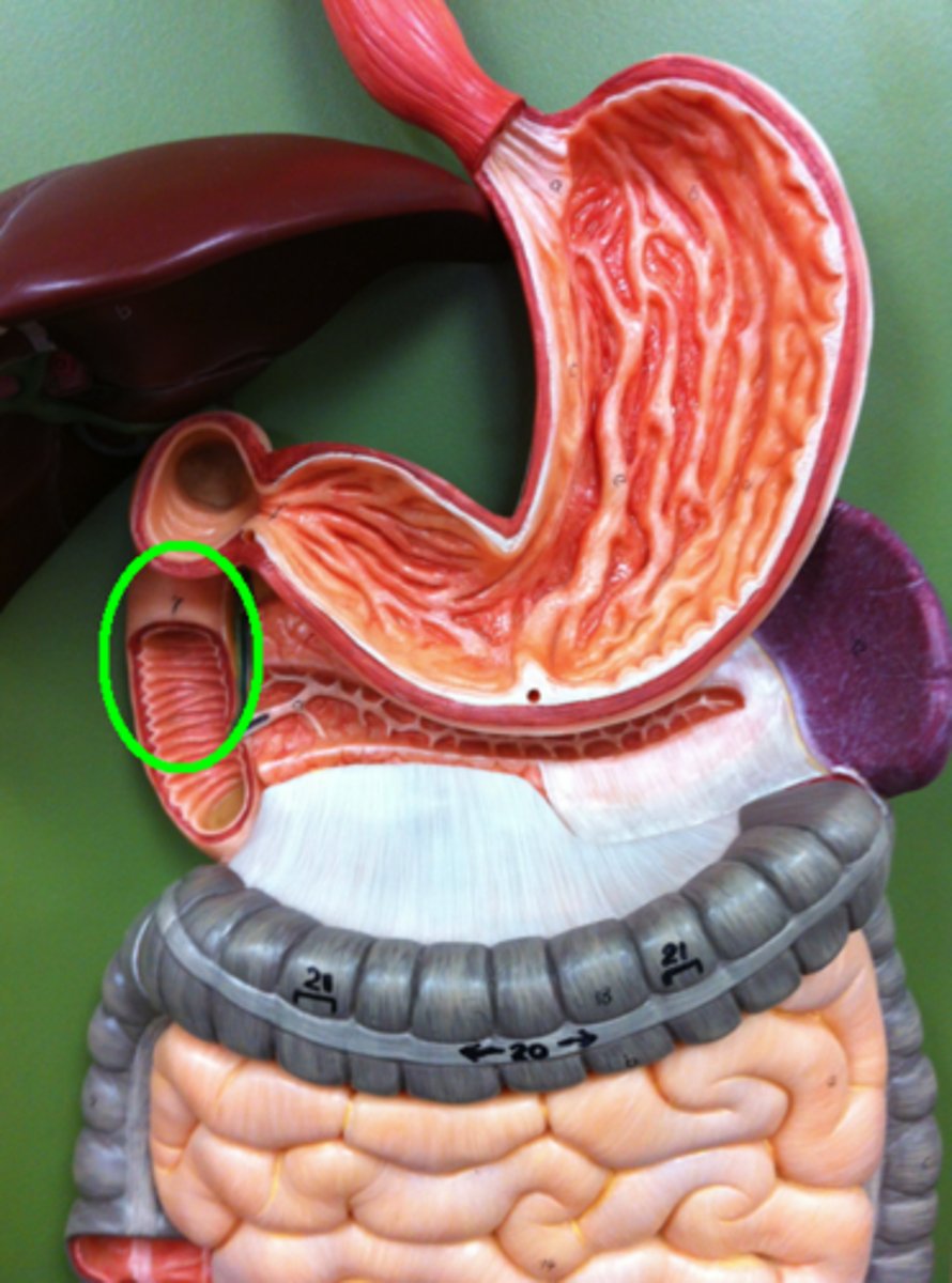 <p>first part of the small intestine that mixes chyme with digestive juices from the pancreas, liver, and gallbladder</p>
