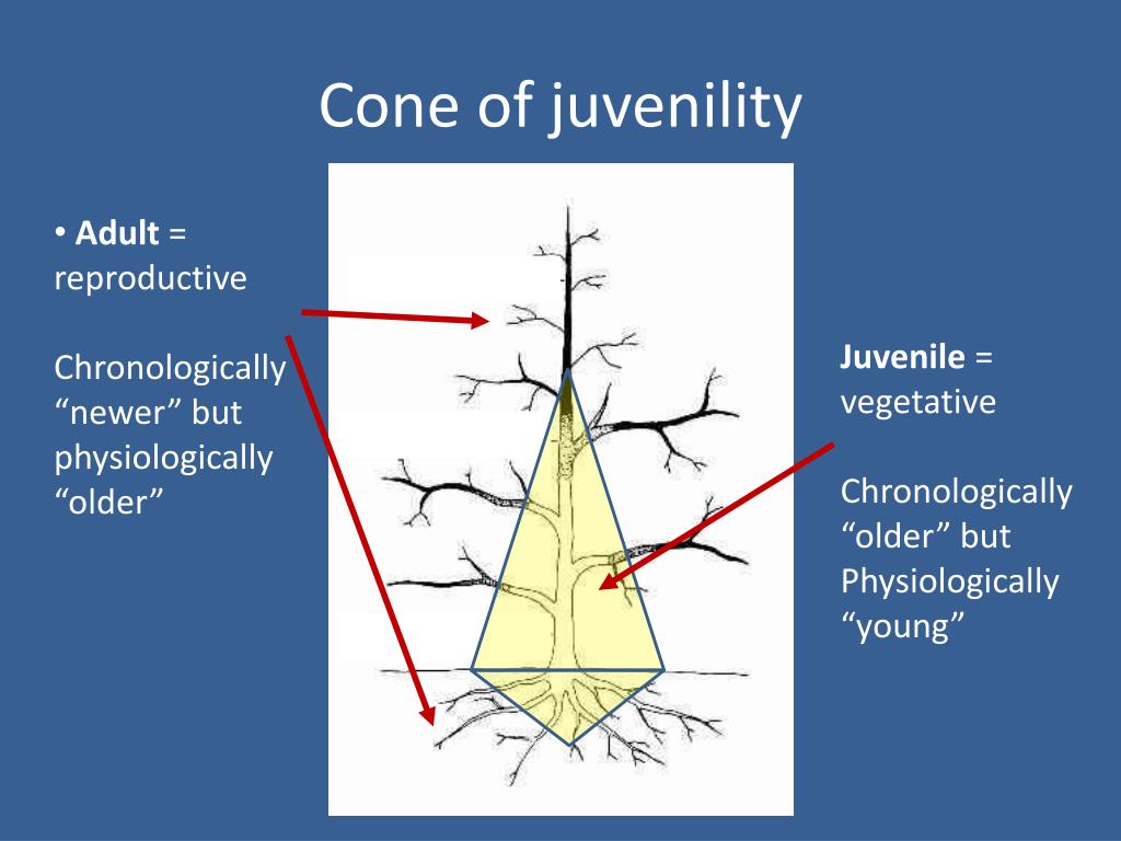 <p>high amounts of meristematic tissue, active cell division, juvenility= ideal propagation material</p>