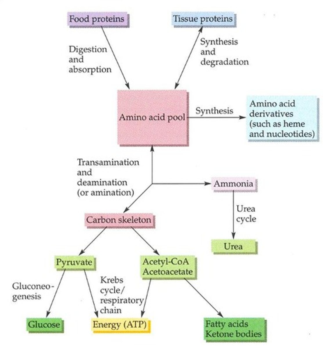 <p>Pathway converting ammonia to urea for excretion.</p>