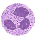 <ul><li><p>String sausage nuclei</p></li><li><p>Typical granulation</p><ul><li><p class="MsoListParagraphCxSpLast">‘resting form’ – circular cytoplasm</p></li><li><p class="MsoListParagraphCxSpLast">Involved in killing small organisms</p></li></ul></li></ul><p></p>