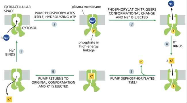 <p><span>•Results in 3Na+ exiting the cell and 2K+ entering the cell for each ATP hydrolyzed</span></p><p><span>•Creates a large electrochemical potential/ gradient of the membrane</span></p><ul><li><p></p></li></ul><p> The binding of cytosolic Na+ (1) and the subsequent phosphorylation by ATP of the cytosolic face of the pump (2) induce the protein to undergo conformational changes that transfer the Na+ across the membrane and release it outside the cell (3). The high-energy linkage of the phosphate to the protein provides the energy to drive the conformational changes. The binding of K+ from the extracellular space (4) and the subsequent dephosphorylation (5) allow the protein to return to its original conformation, which transfers the K+ across the membrane and releases it into the cytosol (6).</p>