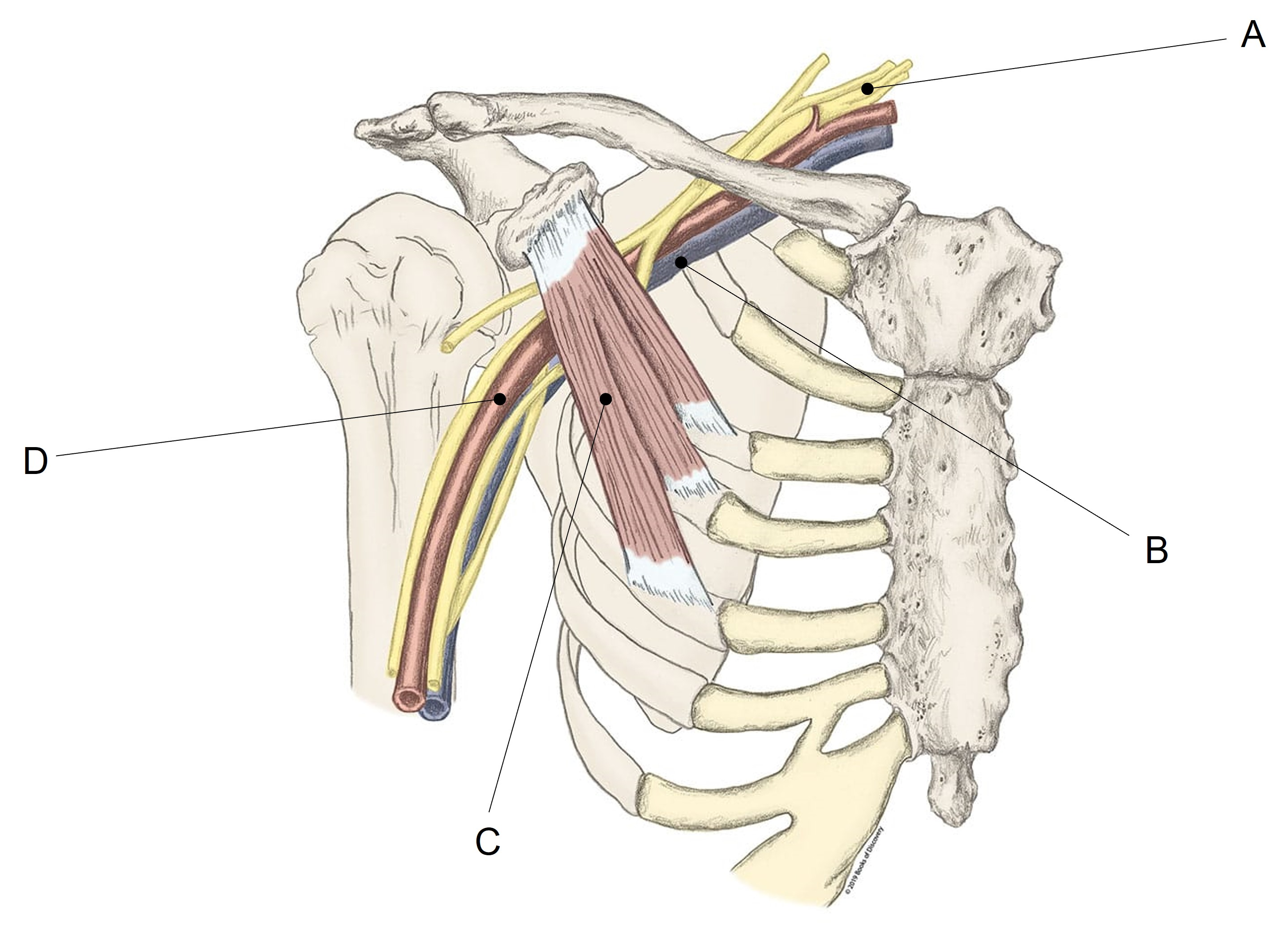 <p>Match the appropriate shaded area with the nerve root identified in the picture below. Answers are used once and there are incorrect choices.</p><p></p>