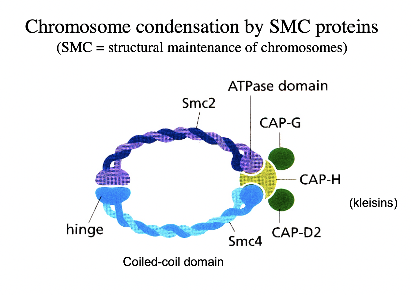 <ul><li><p>Complexes of SMC2 and SMC4&nbsp;</p></li><li><p>with kleisin proteins (CAPs)</p></li><li><p><strong>clamp</strong>&nbsp;chromatin fibres</p></li></ul><p>→ Condensation mediated!</p><p></p>