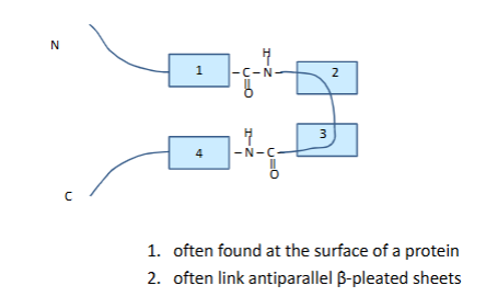 <p>one h bond holds reversre turn</p><p>many times its a proline not 2 though</p><p>cant have big guys or repusion</p><p>no di sulifde bonds</p>