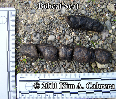 <p>Feline scat and scrapes</p>