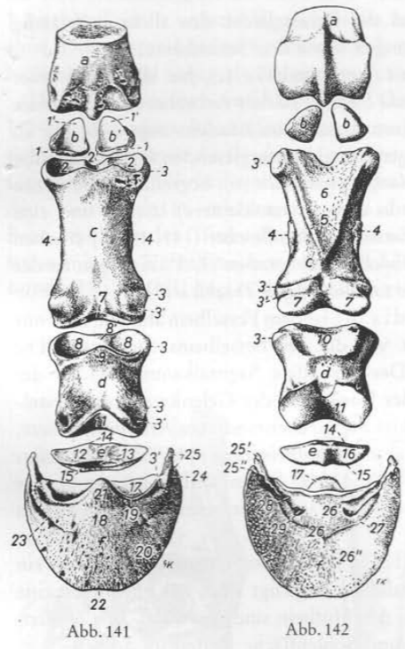 <p>Squelette digital Pfd, Cran./Caud. 14-29</p>