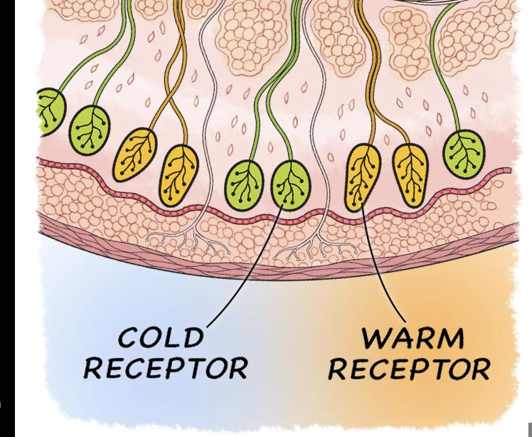<p>Change in temp-</p><p>Heat- 45 degrees c</p><p>Cold-27 Celsius</p>