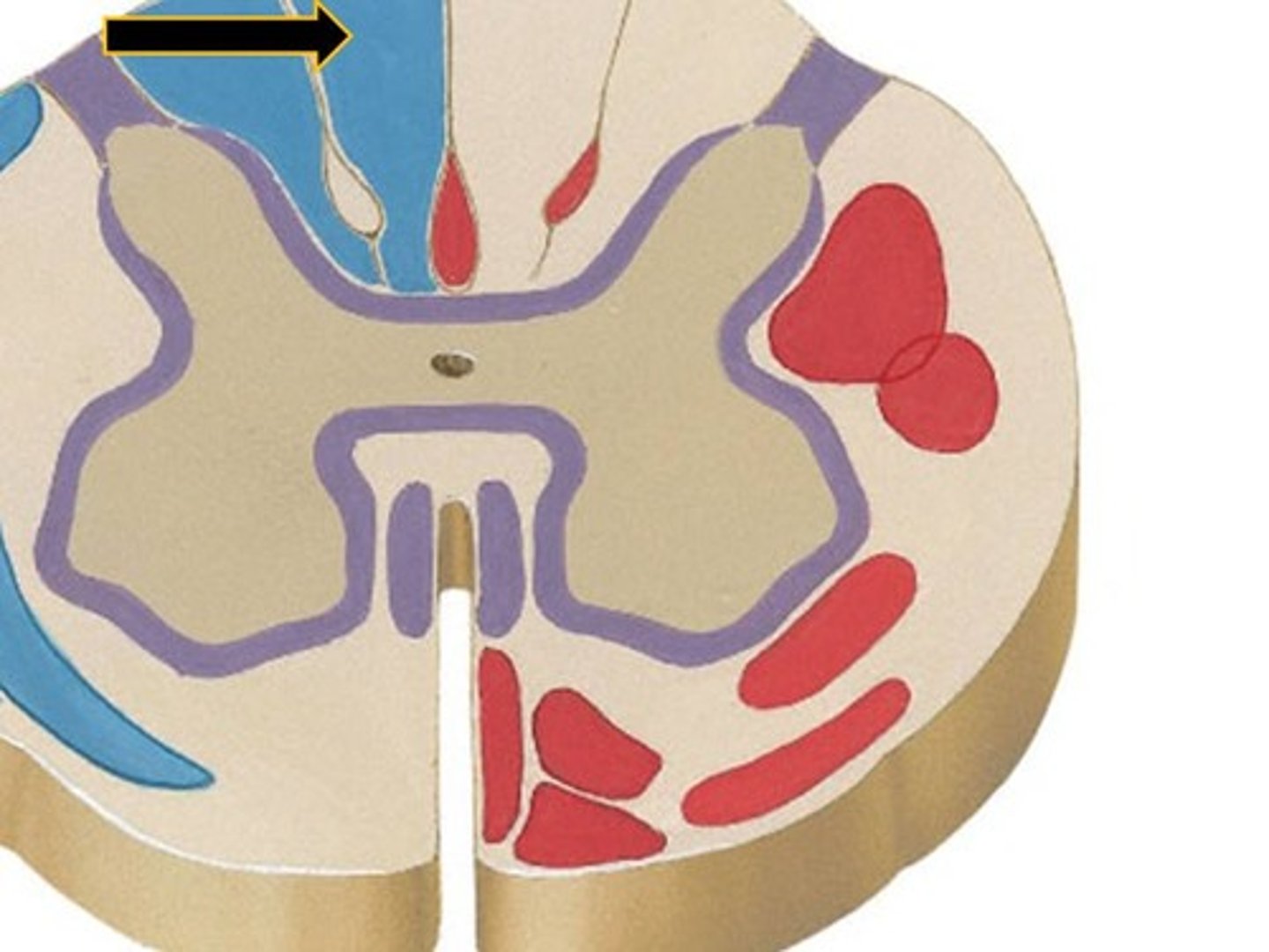 <p>Paired structure in spinal cord part of dorsal column-medial lemniscal pathways.</p>