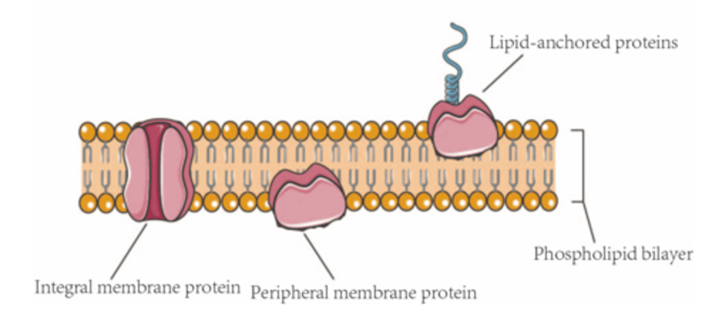 <p>- Attach themselves to the lipid bilayer using a strong covalent bond = an anchor</p><p>- Tucked into the membrane by a lipid tail</p>