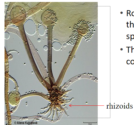<p>coarse rhizoids at base of sporangiophores</p><p>not branched sporangiophores</p>