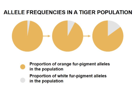 <p>Using the results shown in this figure, has evolution occurred in this tiger population?</p>