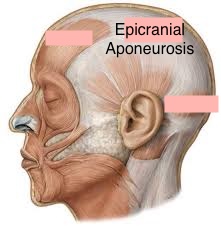 <p>Epicranial aponeurosis</p>