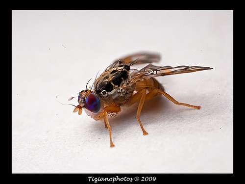 Species that live in dangerous circumstances and typically die young