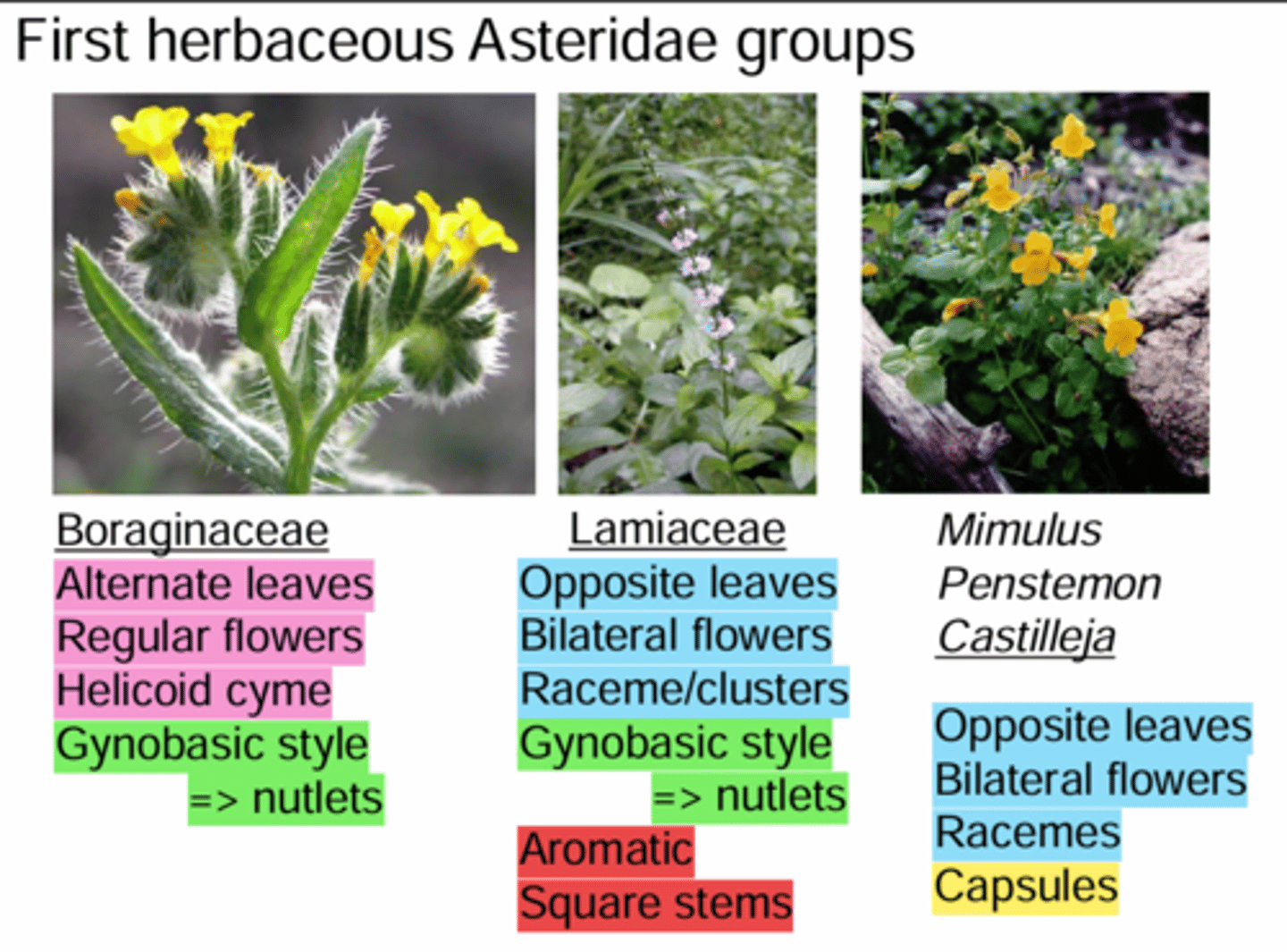 <p>What are the Distinguishing Features of the First Group of Herbaceous Astrids?</p>