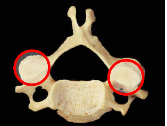 <p>Identify this </p>