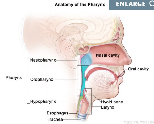 <p>Larynx and Pharynx</p>