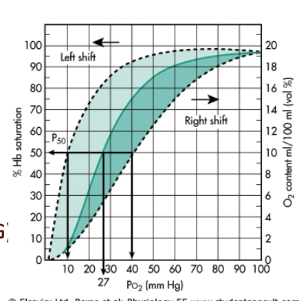 <ul><li><p><strong>P50</strong> = PO₂ at which <strong>50%</strong> of Hb is saturated.</p></li><li><p><strong>Positive allosteric effector (O₂):</strong></p><ul><li><p>↓ P50</p></li><li><p><strong>Left shift</strong></p></li><li><p>↑ affinity</p></li></ul></li><li><p><strong>Negative allosteric effectors:</strong></p><ul><li><p><strong>H⁺ (pH)</strong></p></li><li><p><strong>CO₂</strong></p></li><li><p><strong>2,3-BPG</strong></p></li><li><p><strong>Temperature</strong><br>→ All <strong>increase P50</strong>, <strong>decrease affinity</strong>, and shift curve <strong>right</strong>.</p></li></ul></li></ul><p></p>