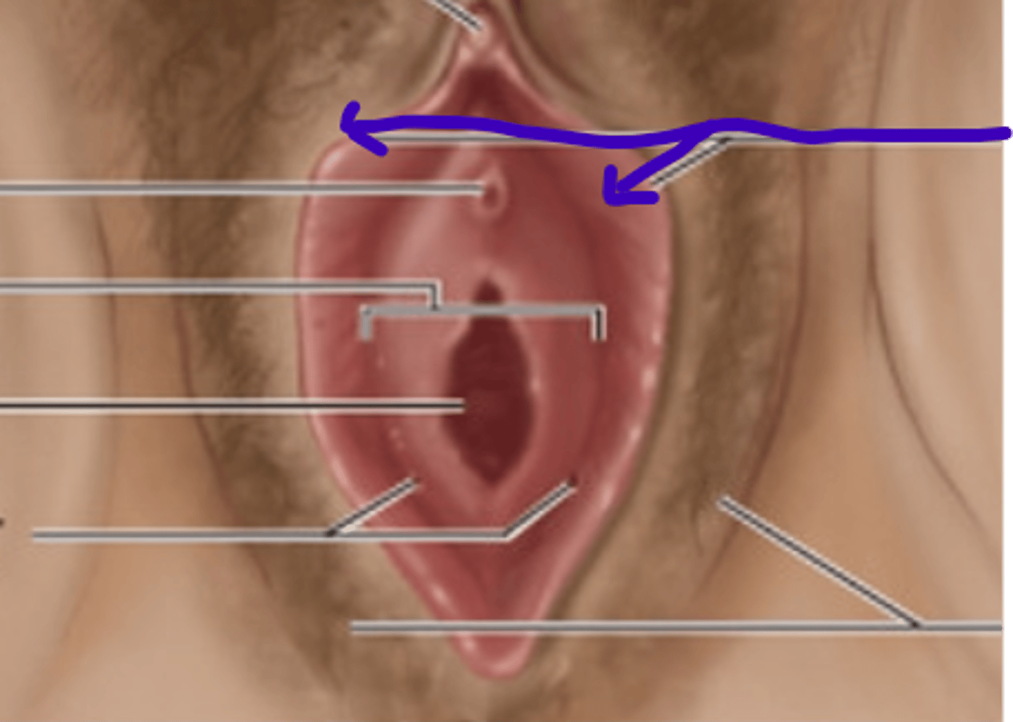 <p>Inner folds of skin located within the labia majora.</p>
