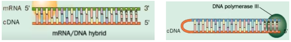 <p>Dit werkt als volgt:</p><ol><li><p>Binding van een primer aan de <strong>3’-poly A staart</strong> op het mRNA</p></li><li><p>Inbouwen van complementaire nucleotiden door <strong>reverse transcriptase</strong> → ontstaan van mRNA-DNA hybride molecuul</p></li><li><p>Degradatie van mRNA streng door loog (=OH-)</p></li><li><p>Vorming van hairpin loop aan het vrije 3’-einde van het DNA-molecuul</p></li><li><p>Inbouwen van complementaire nucleotiden aan het DNA-molecuul door <strong>DNA-polymerase III</strong></p></li><li><p>S1-nuclease knipt de hairpin loop door</p></li><li><p>Eindresultaat: ds-cDNA</p></li></ol>