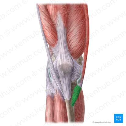 <p>A conjoined tendon insertion on the anteromedial aspect of the tibia for the sartorius, gracilis, and semitendinosus muscles. </p><p>located below the knee joint, near the tibial tuberosity. </p>