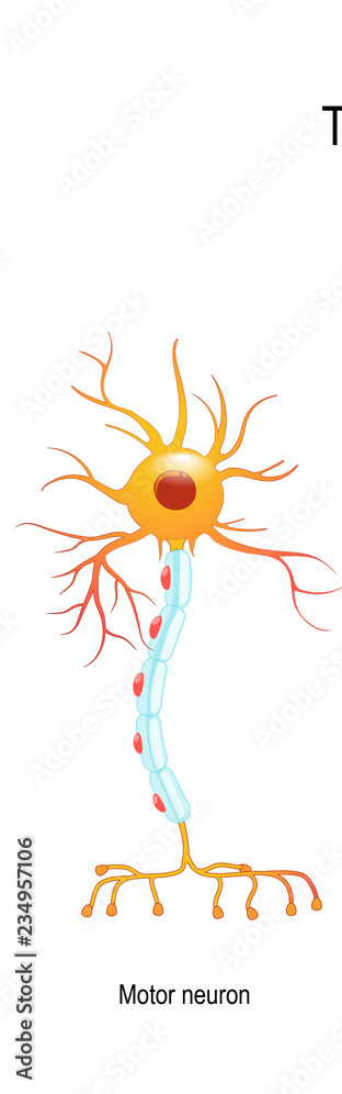 <p>A type of neuron that receives messages from the CNS and transmit signals to tissues in the body.</p>