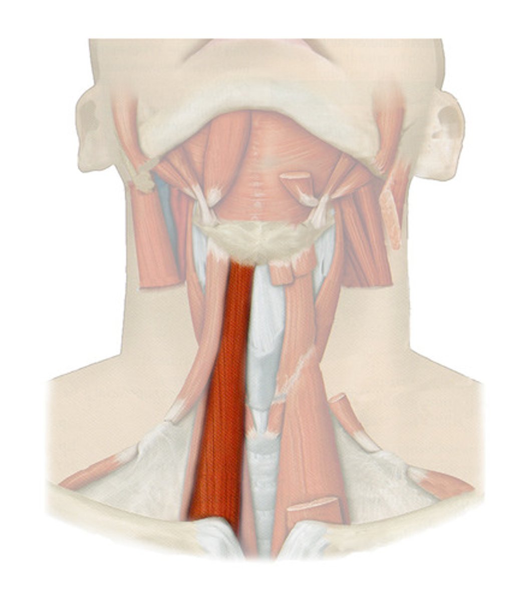 <p><span style="color: #d11111">- from sternum to hyoid</span></p><p><span style="color: #d11111">- depress larynx for sound</span></p><p><span style="color: #d11111">- CN1-3</span></p>