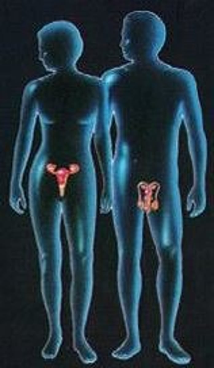 <p>The ______ is the bodily system of organs that work together for the purpose of producing offspring.</p>