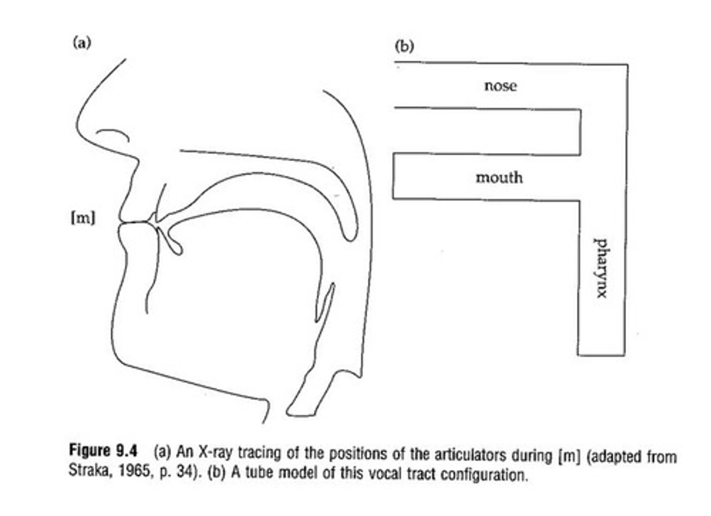 <p>The side branch is going to make things tricky.</p><p>What's going to be the easiest nasal to model acoustically?</p>