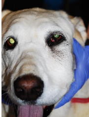 <p>large breed dogs, goldens, labs </p><p>younger age, 7-8 yrs </p><p>(cats rarely get this too)</p>