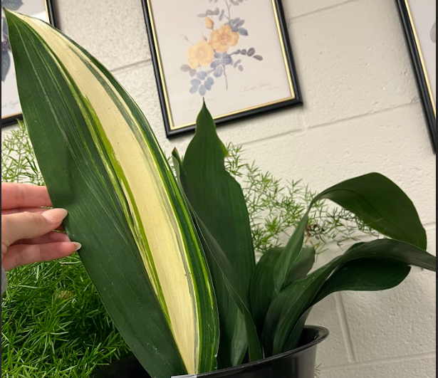 <ul><li><p>can tolerate full shade</p></li><li><p>full sun will burn it</p><ul><li><p>especially very hot afternoon sun</p></li></ul></li><li><p>anything can be variegated</p></li></ul><p></p>