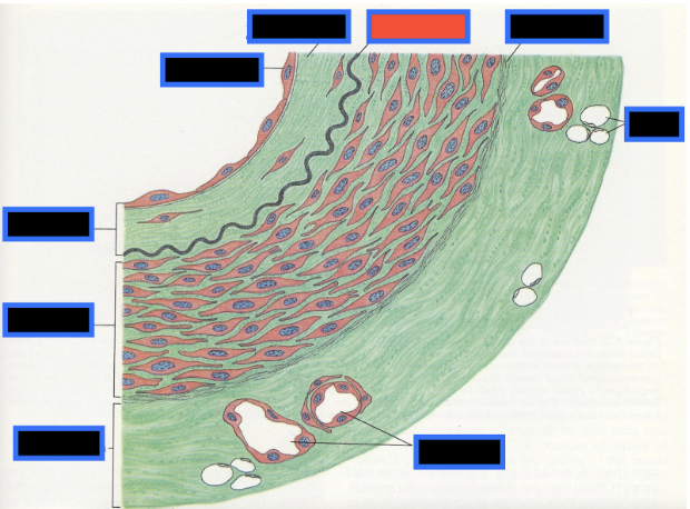 <p><span style="background-color: transparent; font-family: &quot;Times New Roman&quot;, serif;">What part of the Blood Vessel (in the red box) is this</span></p>