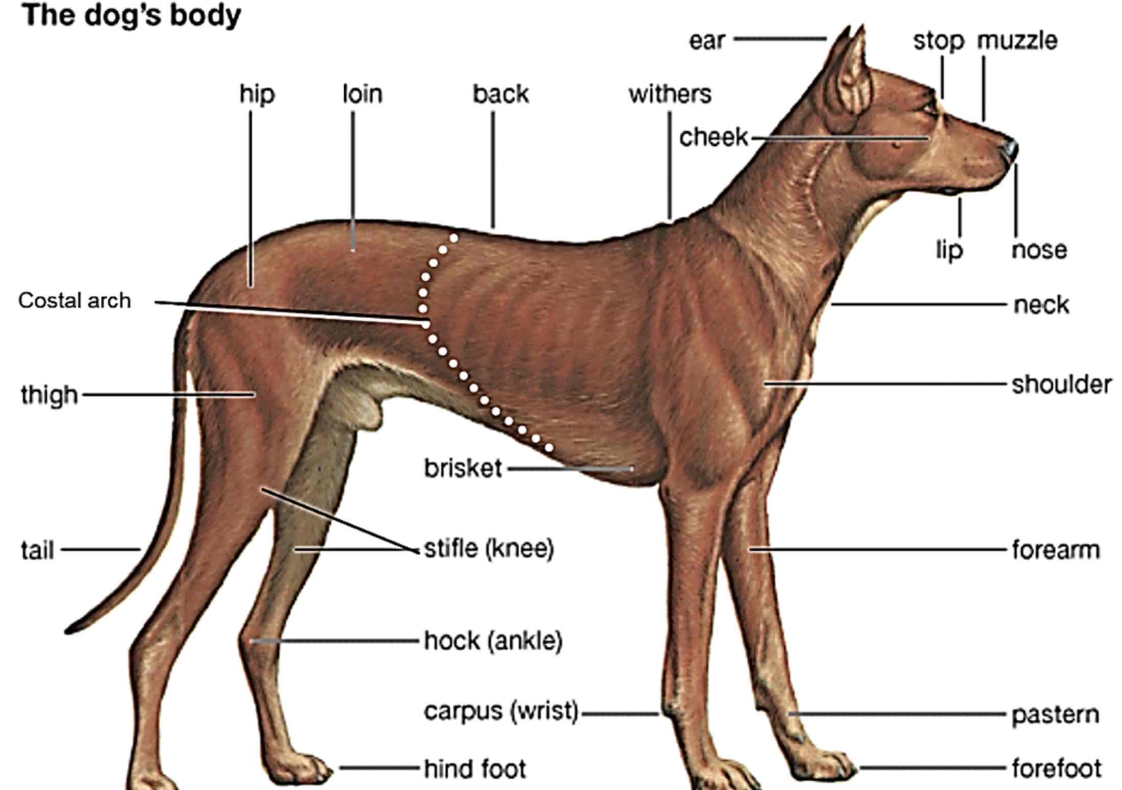 <p>Paralumbar fossa </p>