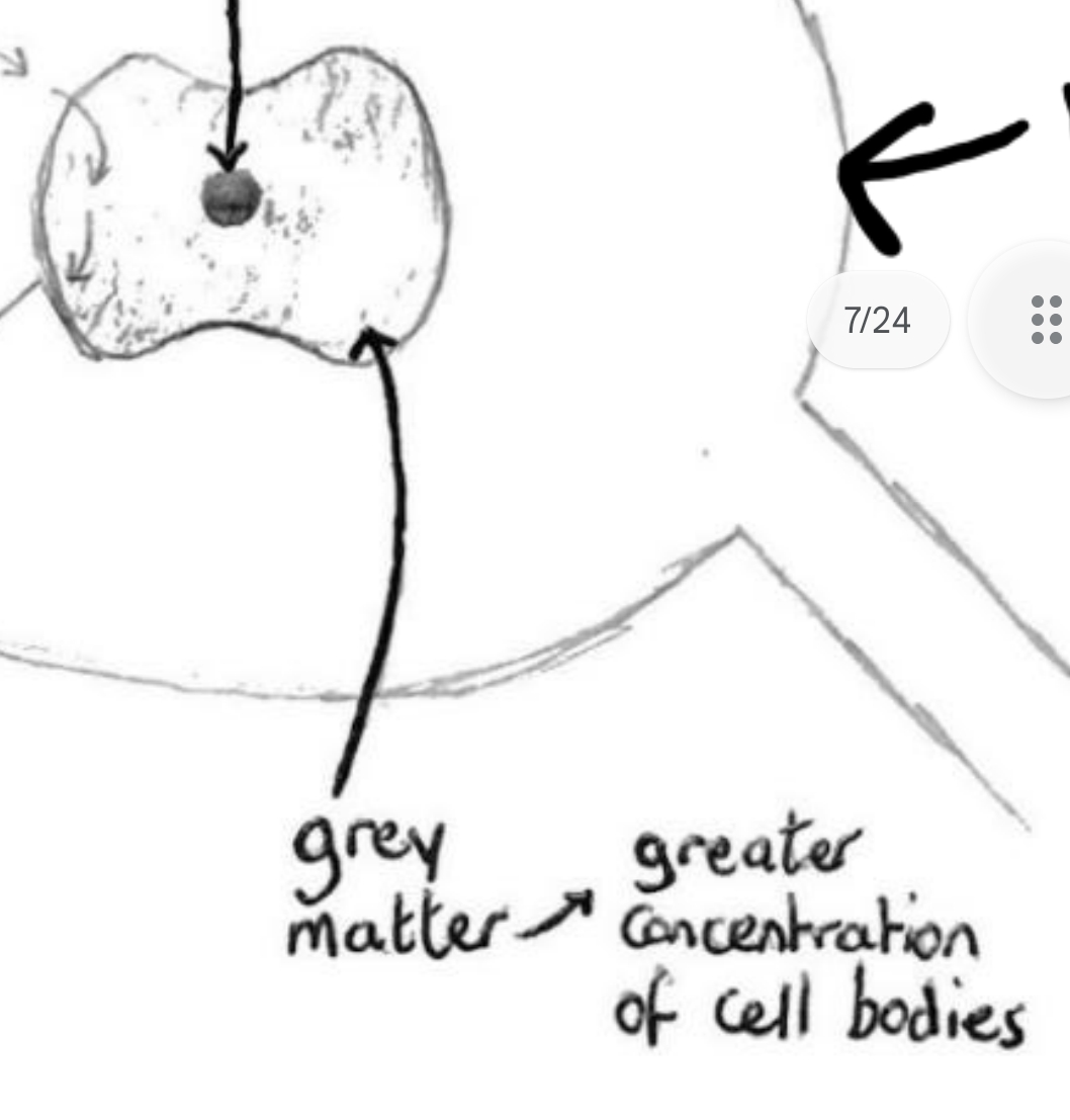 <p>The dark grey area that surrounds the central canal is called grey matter and is composed of cell bodies.</p>