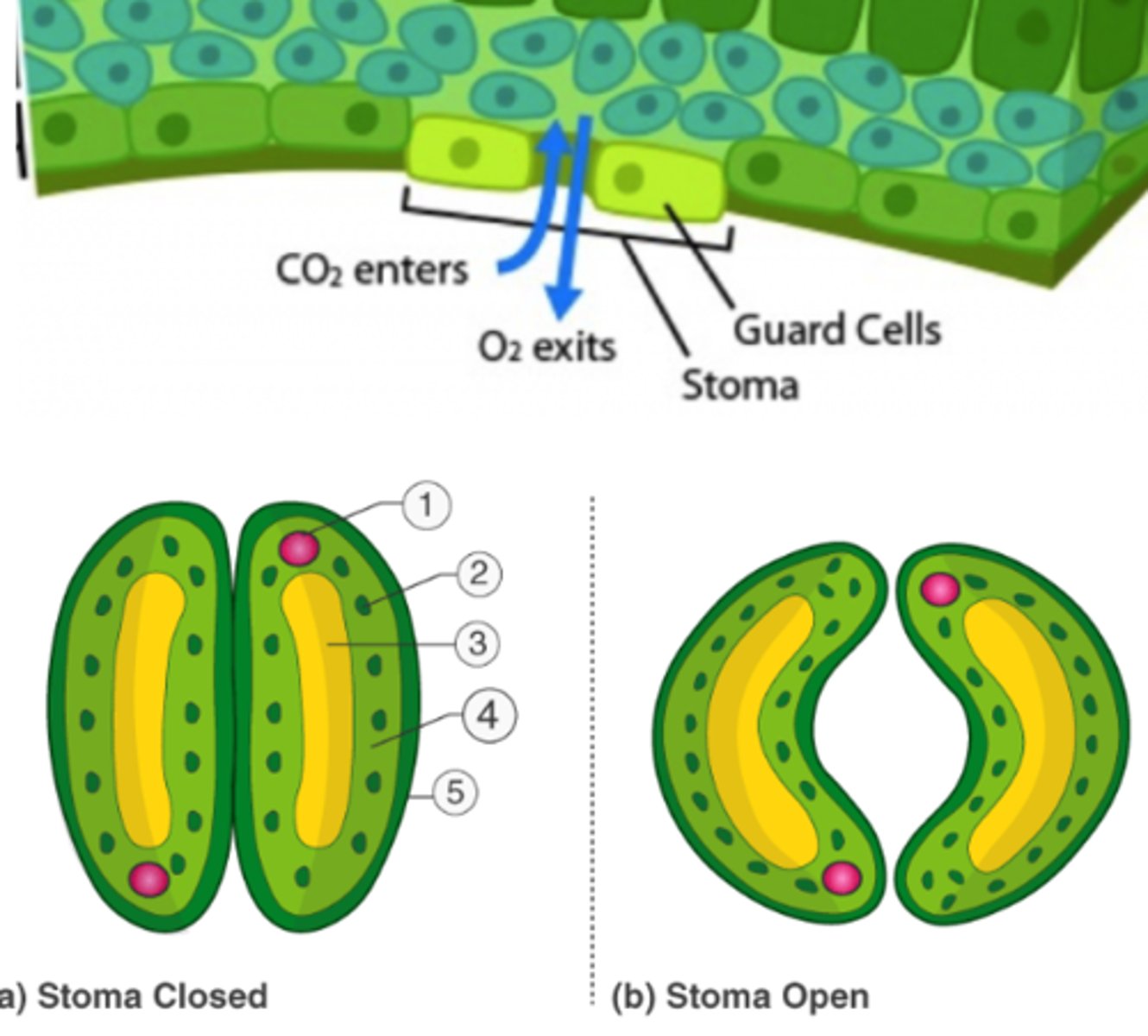 <p>a hole-like structure found in leaves and stems of plants. Stomata control the rate of gas exchange between the plant and the atmosphere by opening and closing.</p>