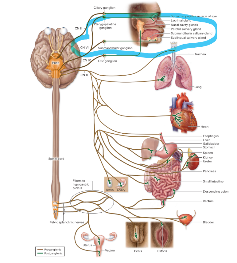 <ul><li><p>preganglionic neurons: <strong>pons</strong></p></li><li><p>autonomic ganglia: <strong>pterygopalatine ganglion </strong>and <strong>submandibular ganglion</strong></p></li><li><p>effectors: <strong>lacrimal </strong>glands<strong>, nasal </strong>glands<strong>, oral </strong>glands<strong>, </strong>palate submandibular and sublingual<strong> salivary glands</strong></p></li></ul><p></p>