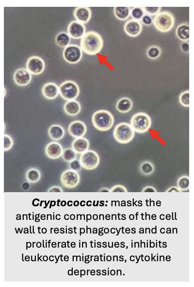 <p><em>Cryptococcus</em></p>