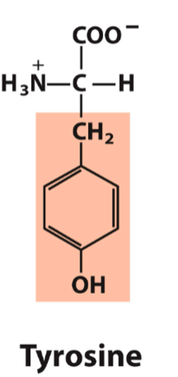 <p>What is the classification of this amino acid's R group?</p>