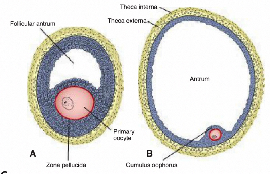 <p>Outer fibrous connective-tissue capsule of the follicle.</p>