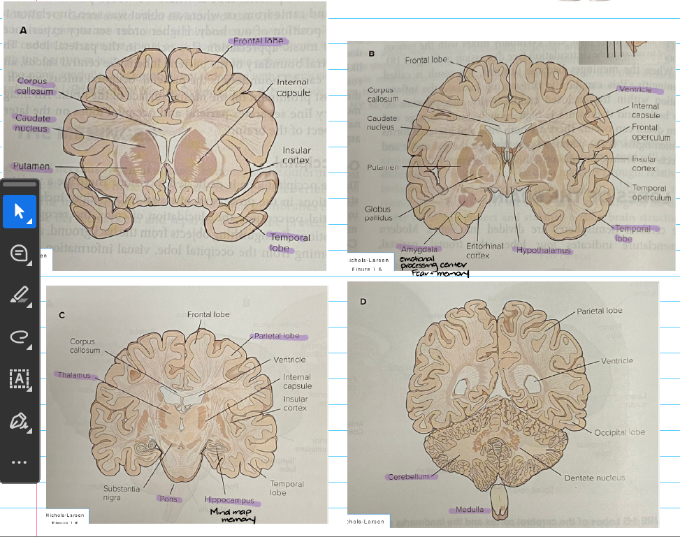 knowt flashcard image
