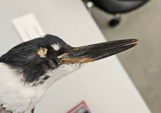 <p>the bill for a good part of its length is higher than wide</p>