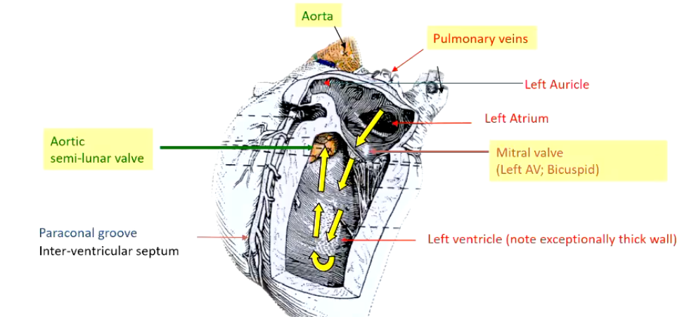 <p>• Blood flow: Oxygenated blood enters the<strong> L. Atrium (&amp; auricle) </strong>via Pulmonary veins</p><p><strong>• Mitral valve (bicuspid)</strong> or left AV valve guards' entrance to the left ventricle</p><ul><li><p>Two major cusps in this location, has chordae tendinae, papillary muscles, acts similarly to tricuspid valve</p></li></ul><p><strong>• L. Ventricle:</strong> forms Apex of heart - very thick wall</p><p><strong>• Aortic semi-lunar valve</strong> - guards entrance to aorta</p><p>• Aorta exits middle of base of heart → to the body</p>