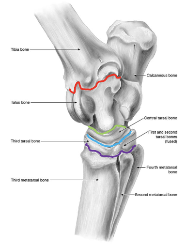<p>joints of the tarsus</p>