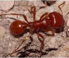 <p><span>Ant species that collect, harvest, and store seeds; some are important for soil health and seed dispersal.</span></p>