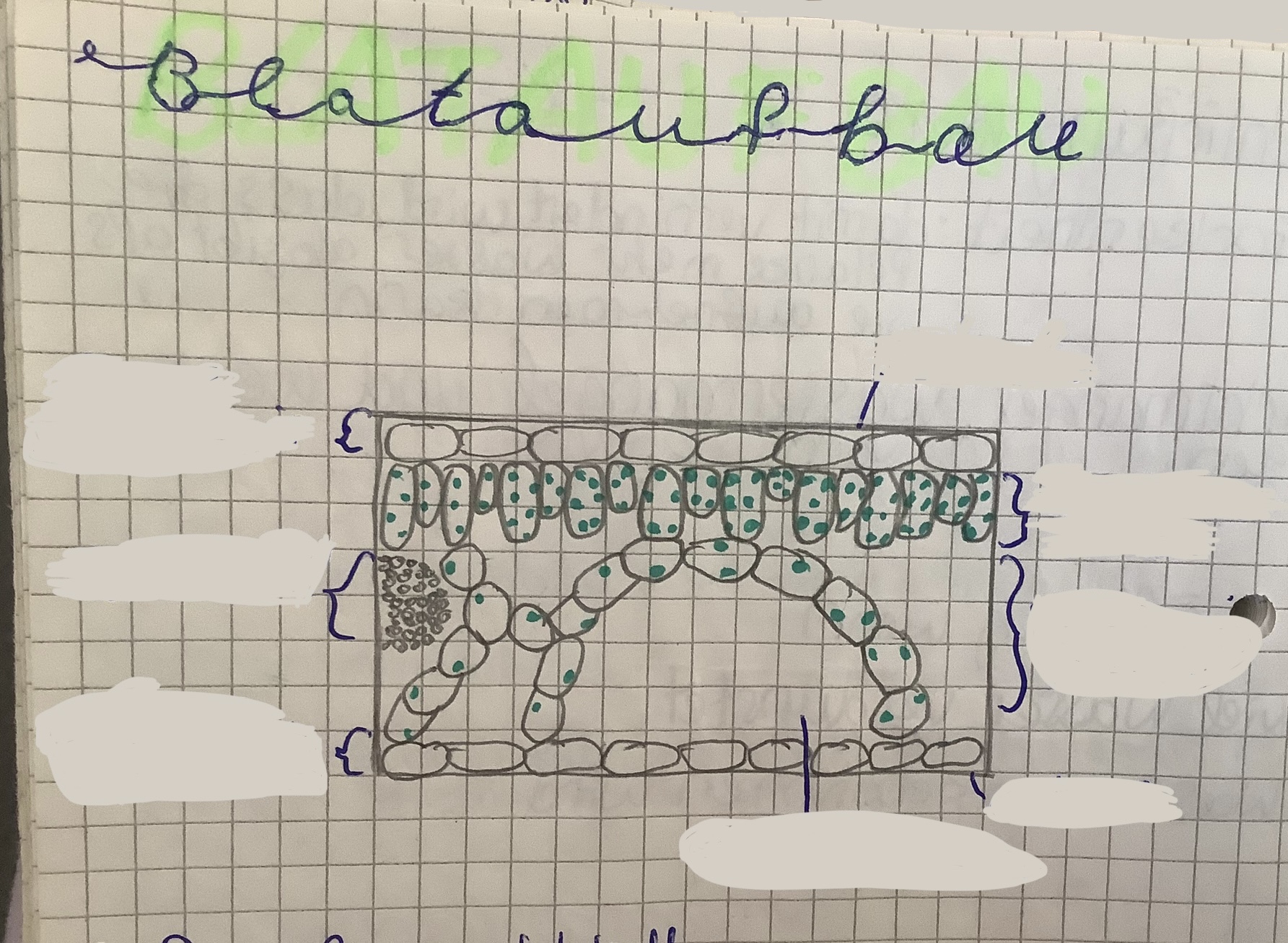 <p><mark data-color="green">Blattaufbau</mark>: Erkläre wie das Blatt aufgebaut ist.</p>